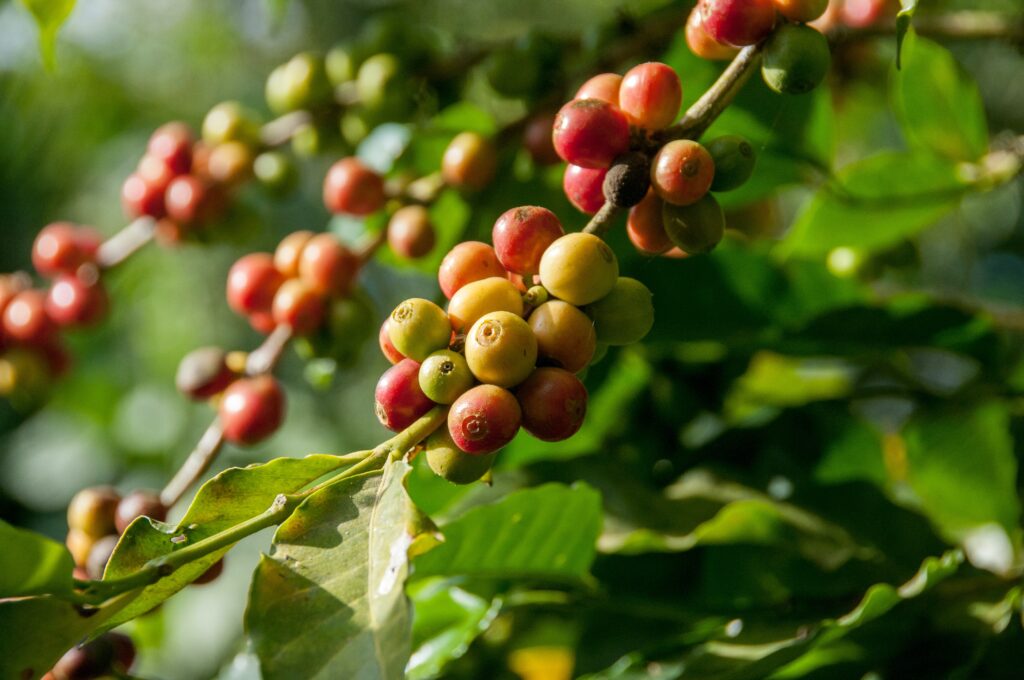 Kaffebär på gren